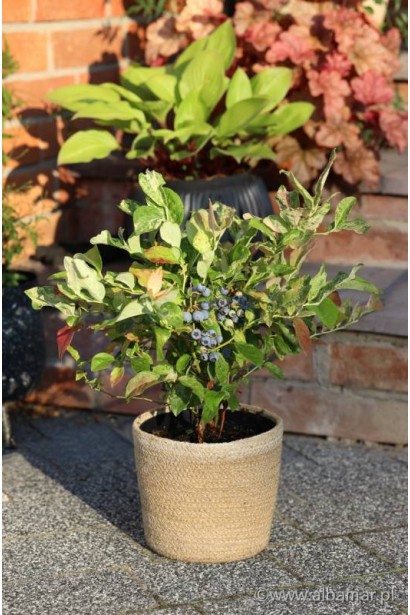 Лохина Фламінго купити